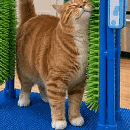 meowsh™ Cat Wash – Kedi Kendi Kendine Tımar ve Tüy Toplama İstasyonu